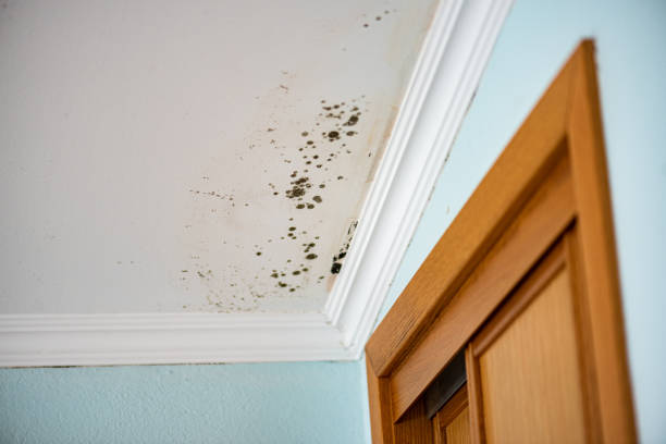 Best Toxic Mold Removal  in Omak, WA