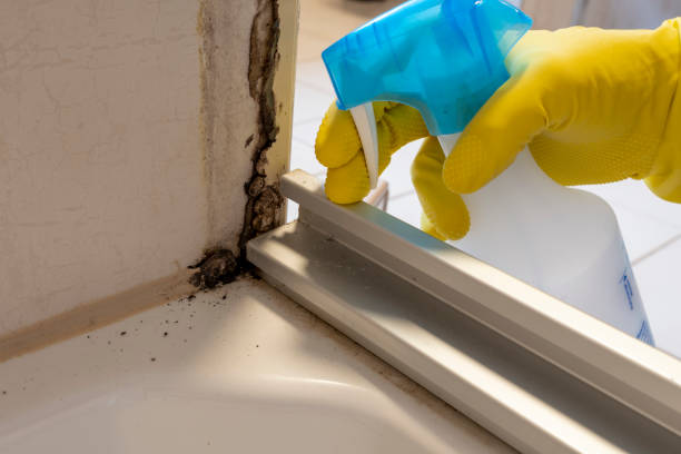 Best Emergency Mold Removal  in Omak, WA