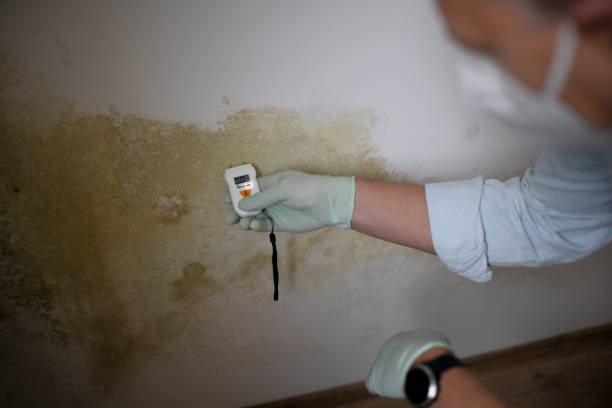 Best Mold Removal Process  in Omak, WA