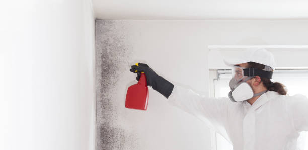 Best Mold Removal Near Me  in Omak, WA