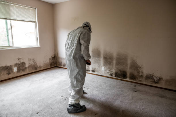Best Fast Mold Removal  in Omak, WA