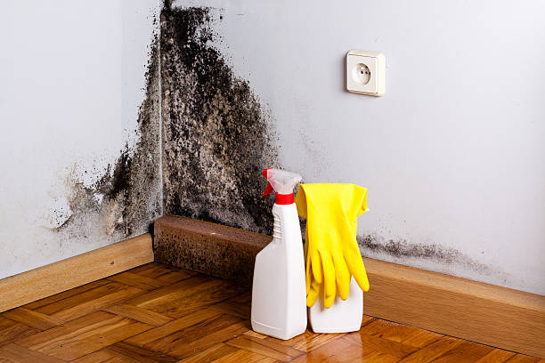 Best Office Mold Removal Services  in Omak, WA