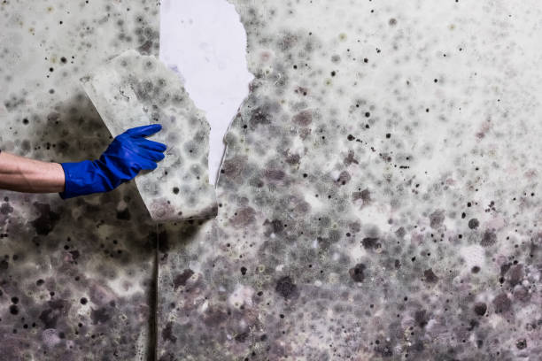 Best Mold Testing  in Omak, WA