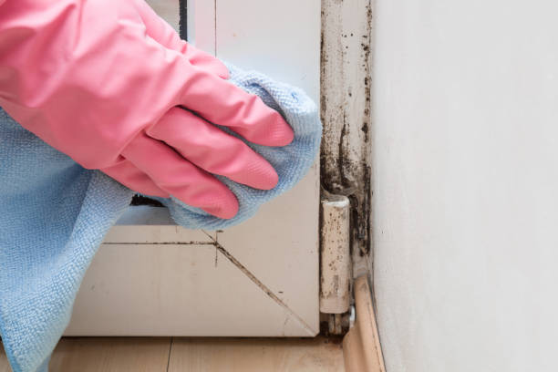 Best Mold Remediation  in Omak, WA